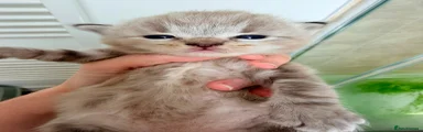 Ragdoll 1