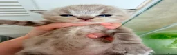 Ragdoll cats for sale: Tica reg ragdoll and Cherium ragdolls - Advert 8