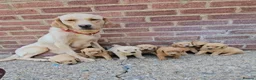 Labradoodle dogs for sale: Gorgeous Labradoodle puppies - Advert 8