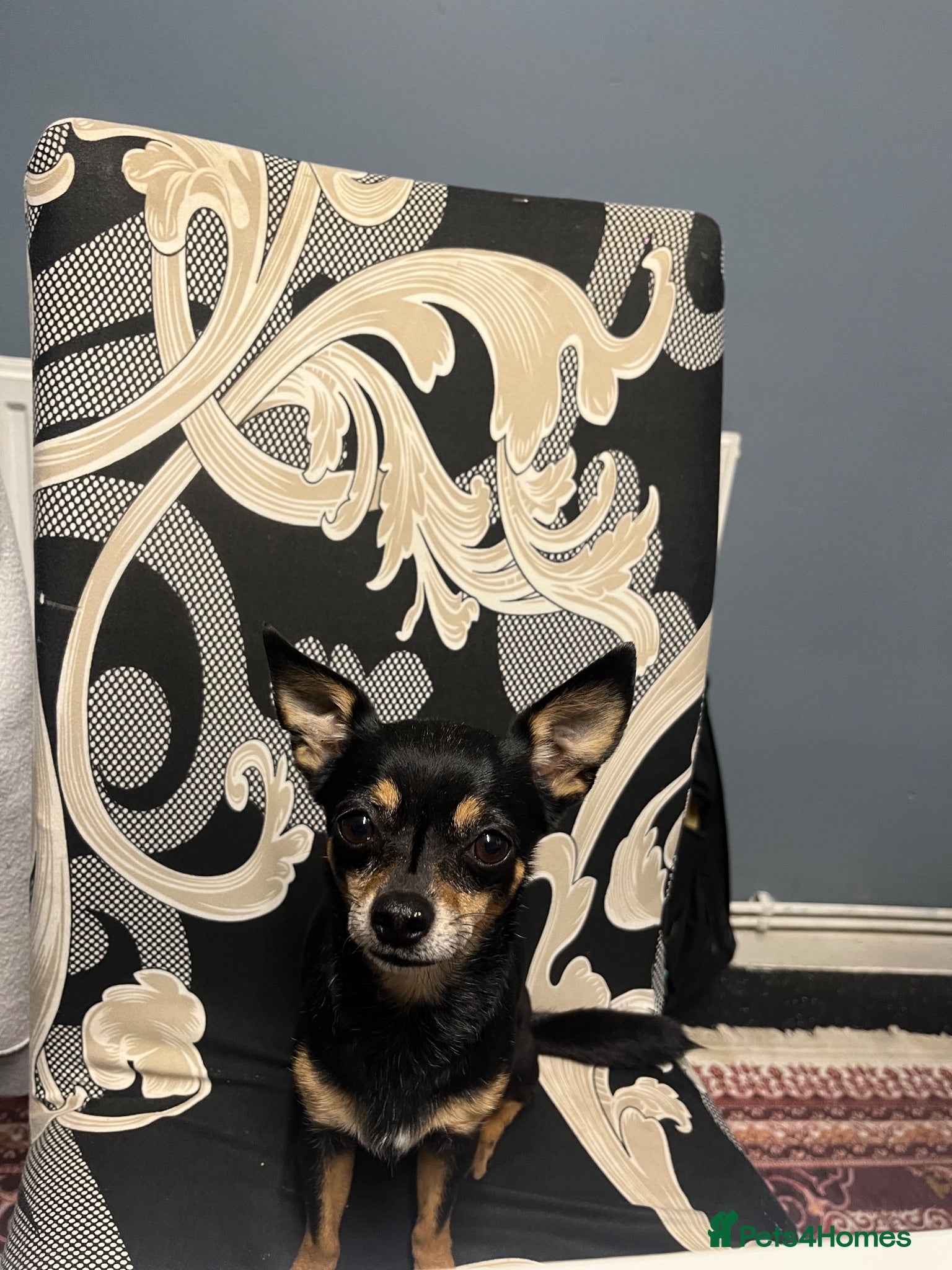 Chihuahua dogs Chihuahua - Advert 10