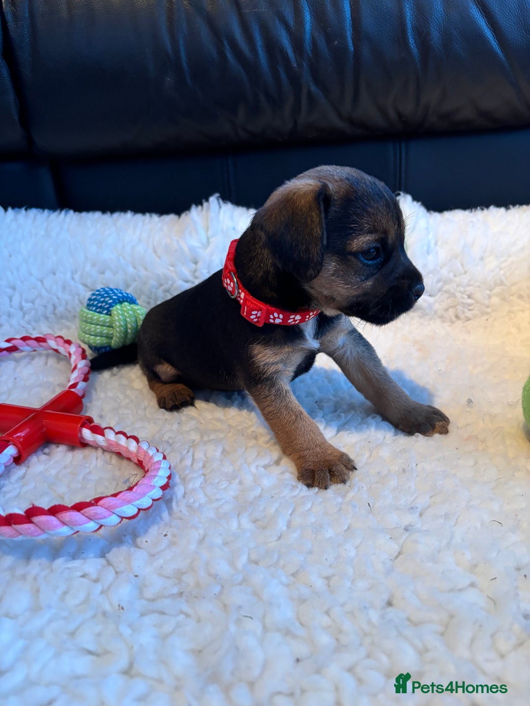 Mixed Breed dogs for sale: BorderJack Puppies - Advert 12