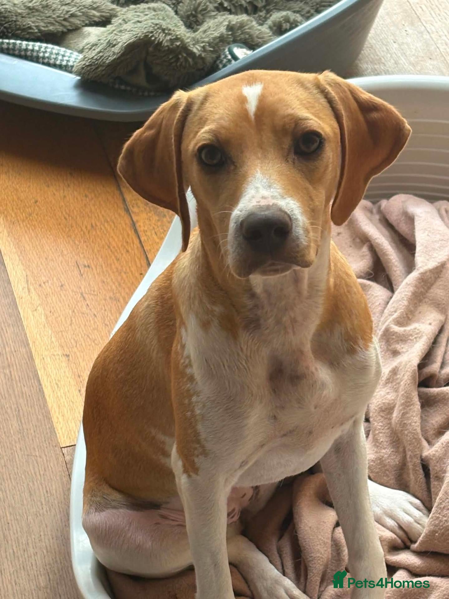 Mixed Breed dogs Gretchen is ready to steal your heart - Advert 2