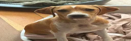 Mixed Breed dogs for adoption: Gretchen is ready to steal your heart - Advert 2