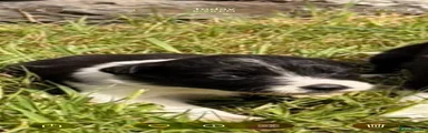 Border Collie Puppy 5