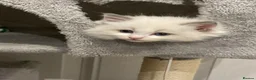 Ragdoll cats for sale: Gorgeous Blue Point Ragdoll Kittens 🐾  - Advert 6