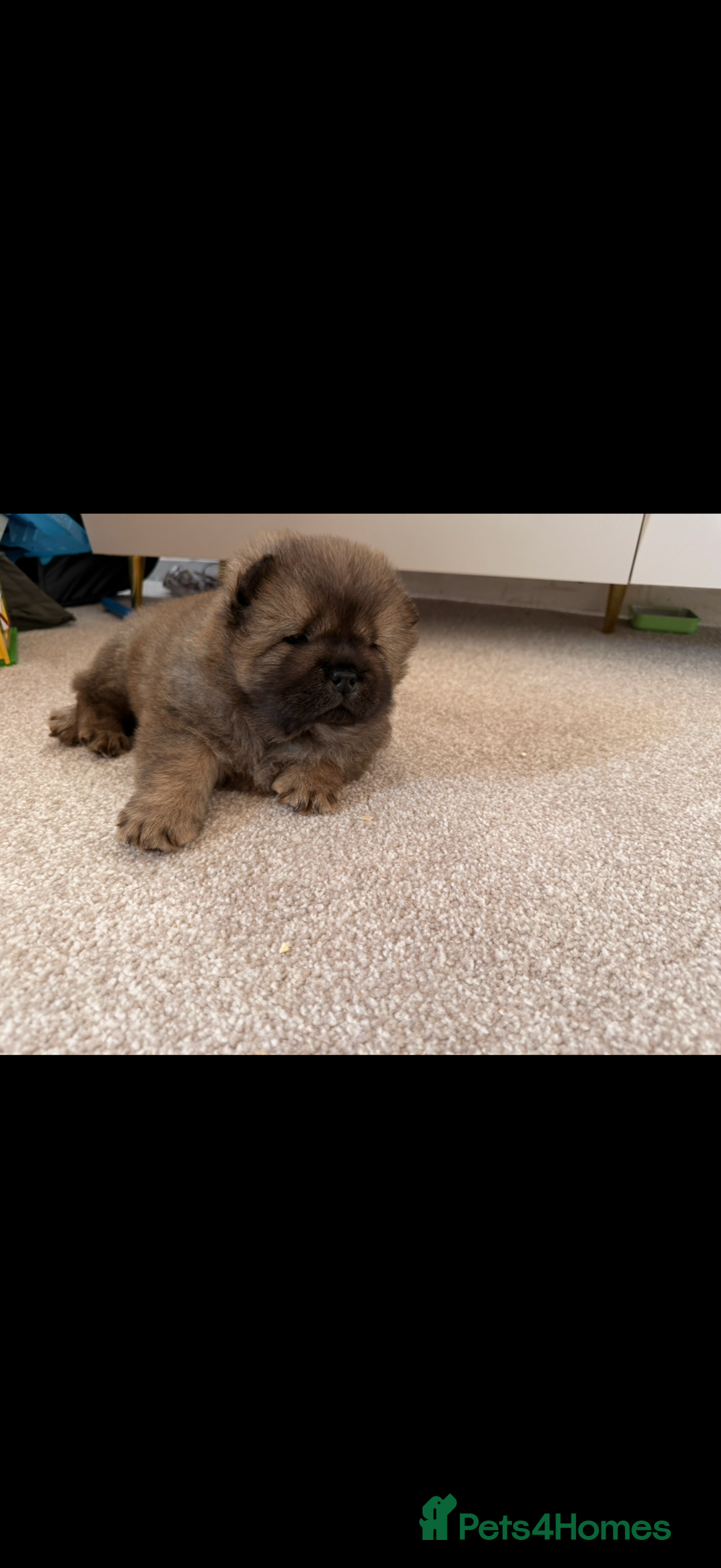 Chow Chow dogs for sale: Male chow chow puppy  - Advert 6