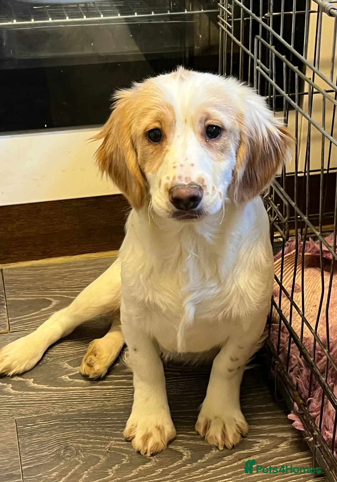 Cocker Spaniel dogs for sale: Working Cocker Spaniels - Advert 8