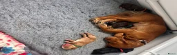 Cocker Spaniel dogs for sale: Beautiful cocker spaniel puppies - Advert 2
