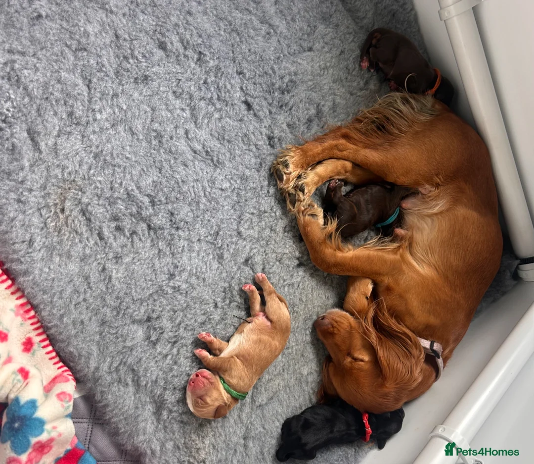 Cocker Spaniel dogs for sale: Beautiful cocker spaniel puppies - Advert 2
