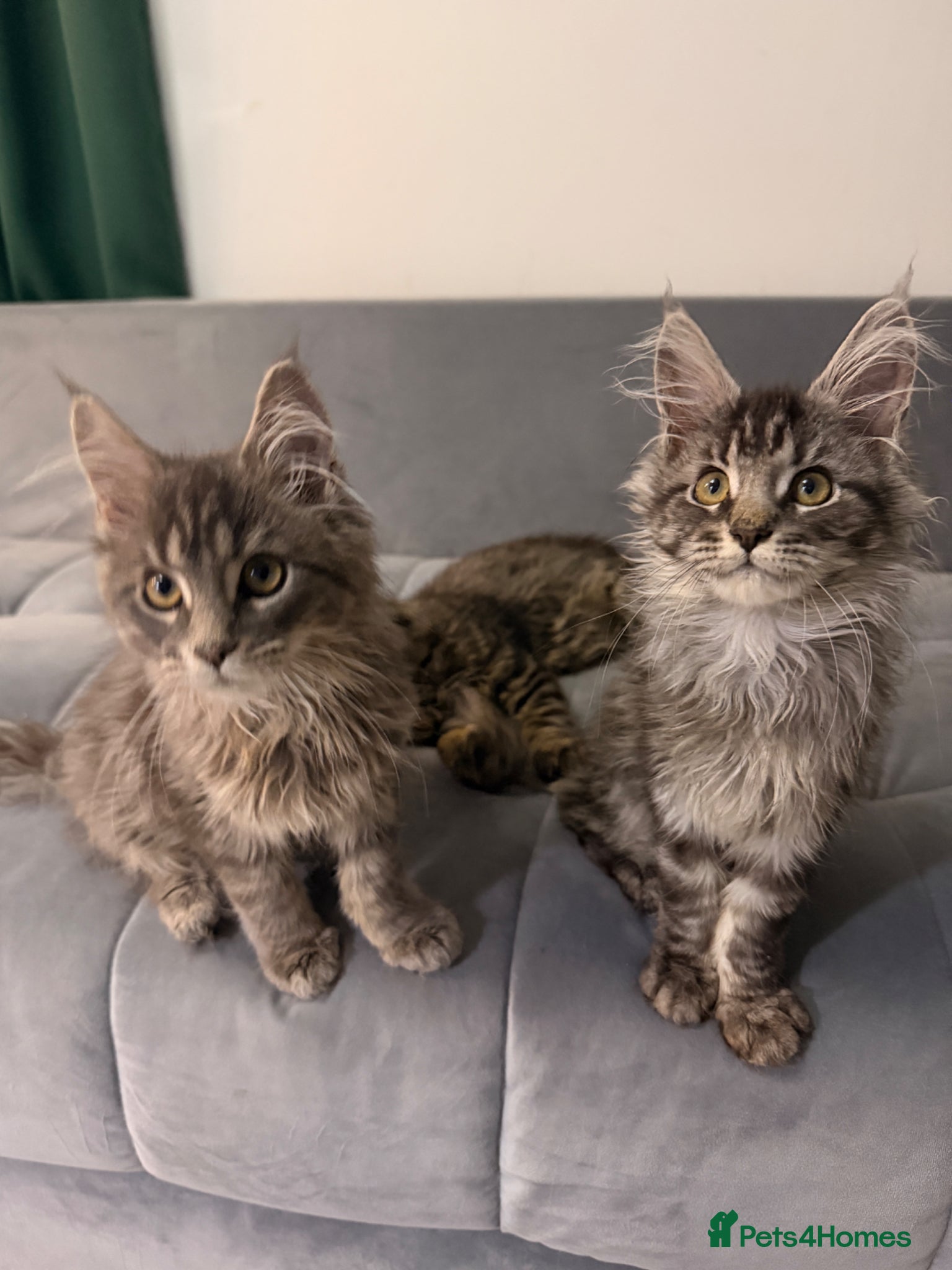 Maine Coon cats for sale: Beautiful kittens pure Maincoon  - Advert 9