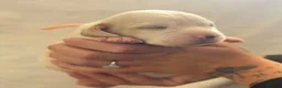 Beagle dogs for sale: Health Tested & Kennel Club Registered Beagle Pups - Advert 23