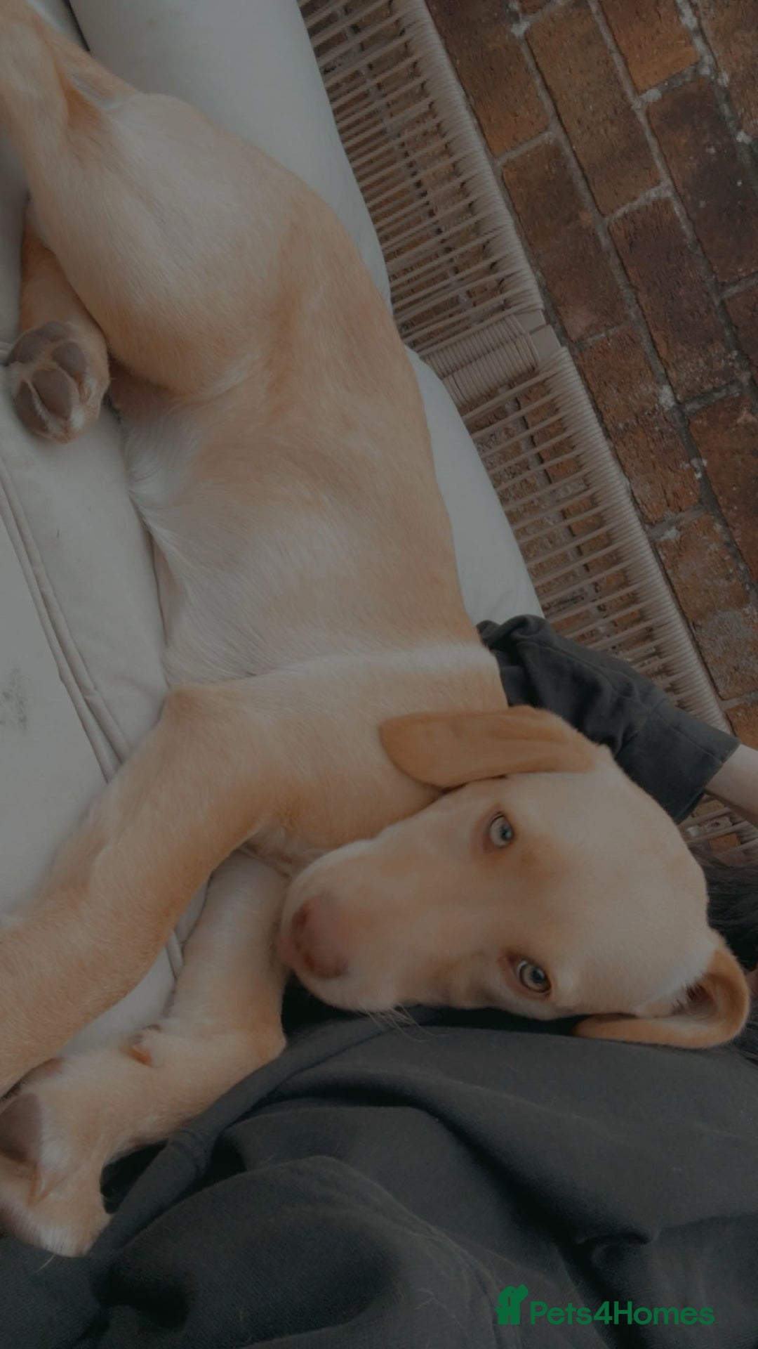 Labrador Retriever dogs for sale: nearly 7 month old labrador girl - Image 11
