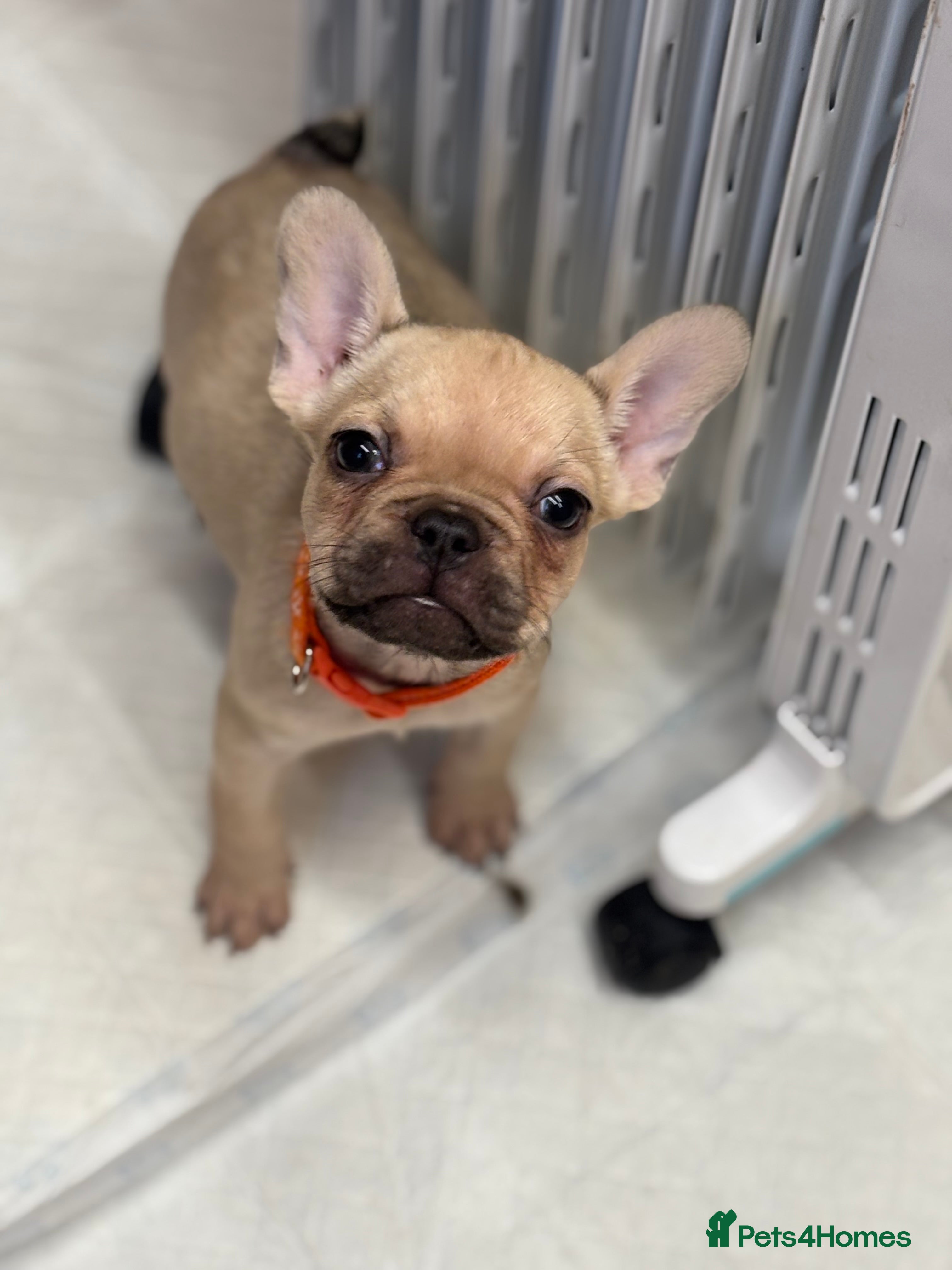 French Bulldog dogs 💕Adorable French bulldogs💕 - Advert 3