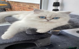 Persian cats for sale: Female Persian looking for a special home - Advert 4