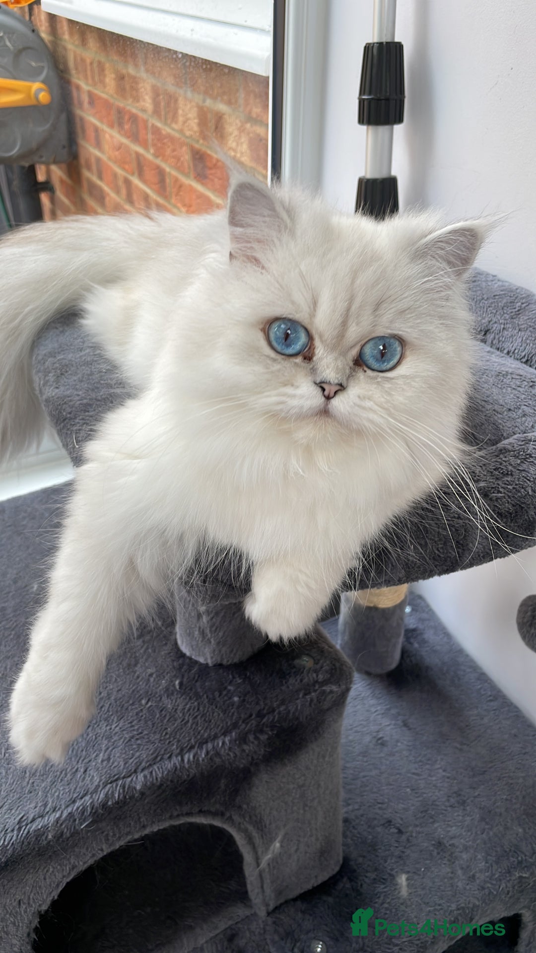 Persian cats for sale: Female Persian looking for a special home - Advert 4