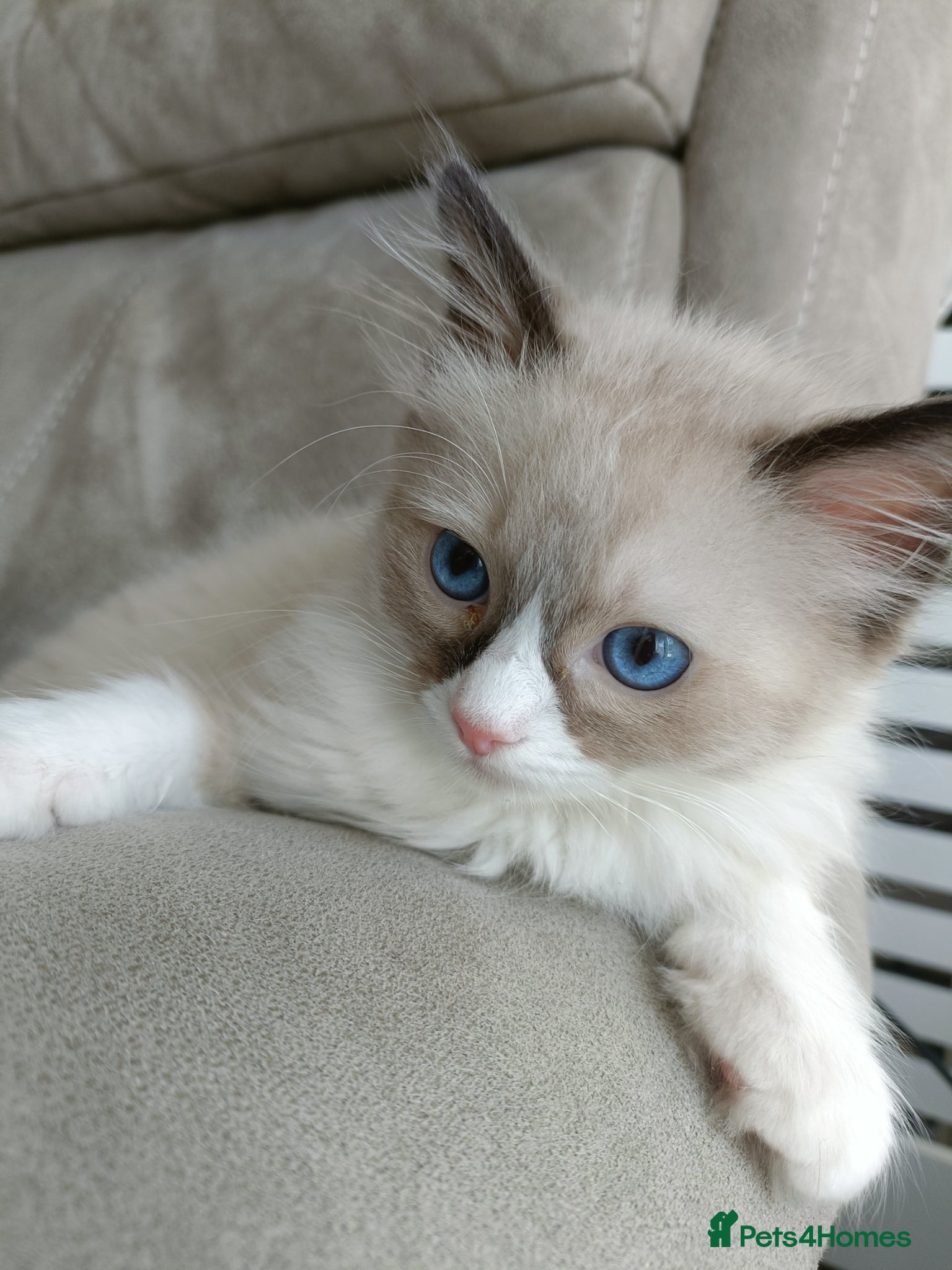 Ragdoll cats 3 pure ragdoll kitten ready to leave🐾 - Advert 10