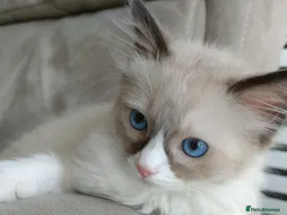 Ragdoll cats 3 pure ragdoll kitten ready to leave🐾 - Advert 10