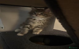 Maine Coon cats for sale: Pedigree fluffy Maine coon kittens (last3 boys) - Image 14