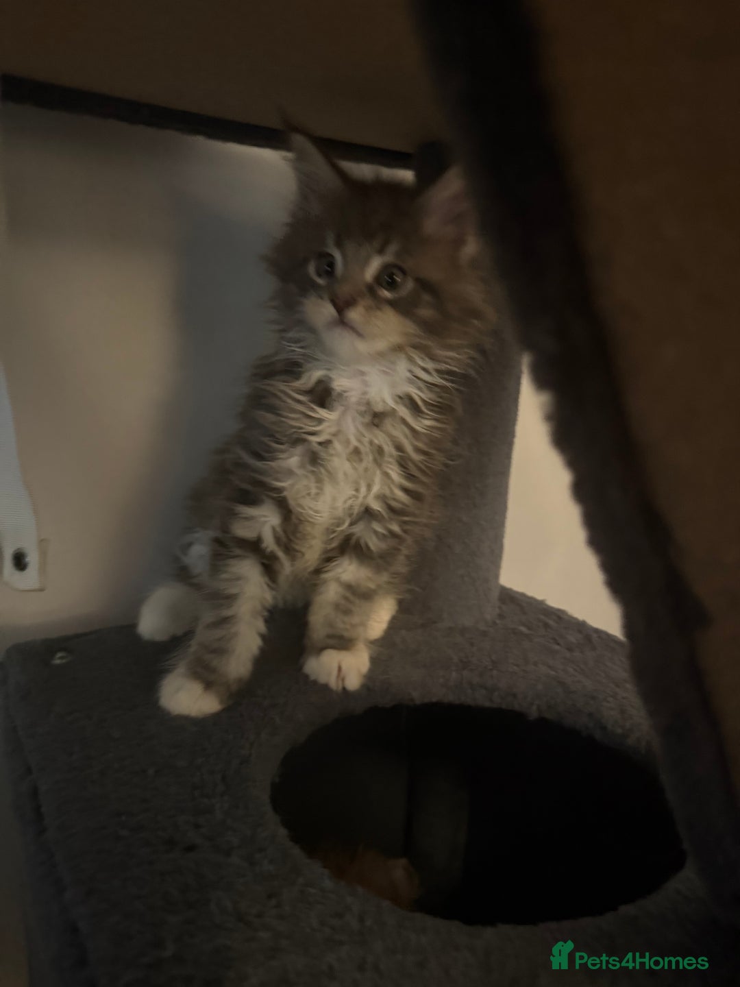 Maine Coon cats for sale: Pedigree fluffy Maine coon kittens (last3 boys) - Image 14
