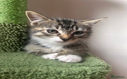 Hamster rodents for sale: 2 kittens available for CARING HOME - Image 3