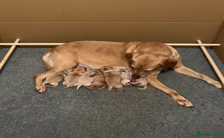 Labrador Retriever dogs Adorable Yellow and Fox Red Labrador Retrievers - Advert 5