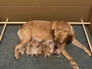 Labrador Retriever dogs Adorable Yellow and Fox Red Labrador Retrievers - Advert 3