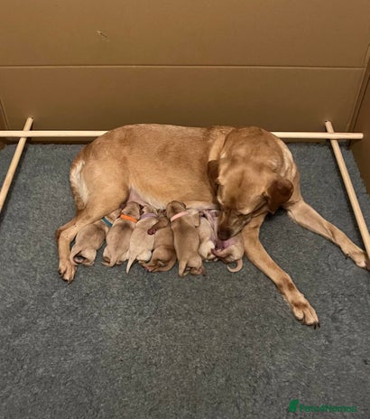 Labrador Retriever dogs Adorable Yellow and Fox Red Labrador Retrievers - Advert 1