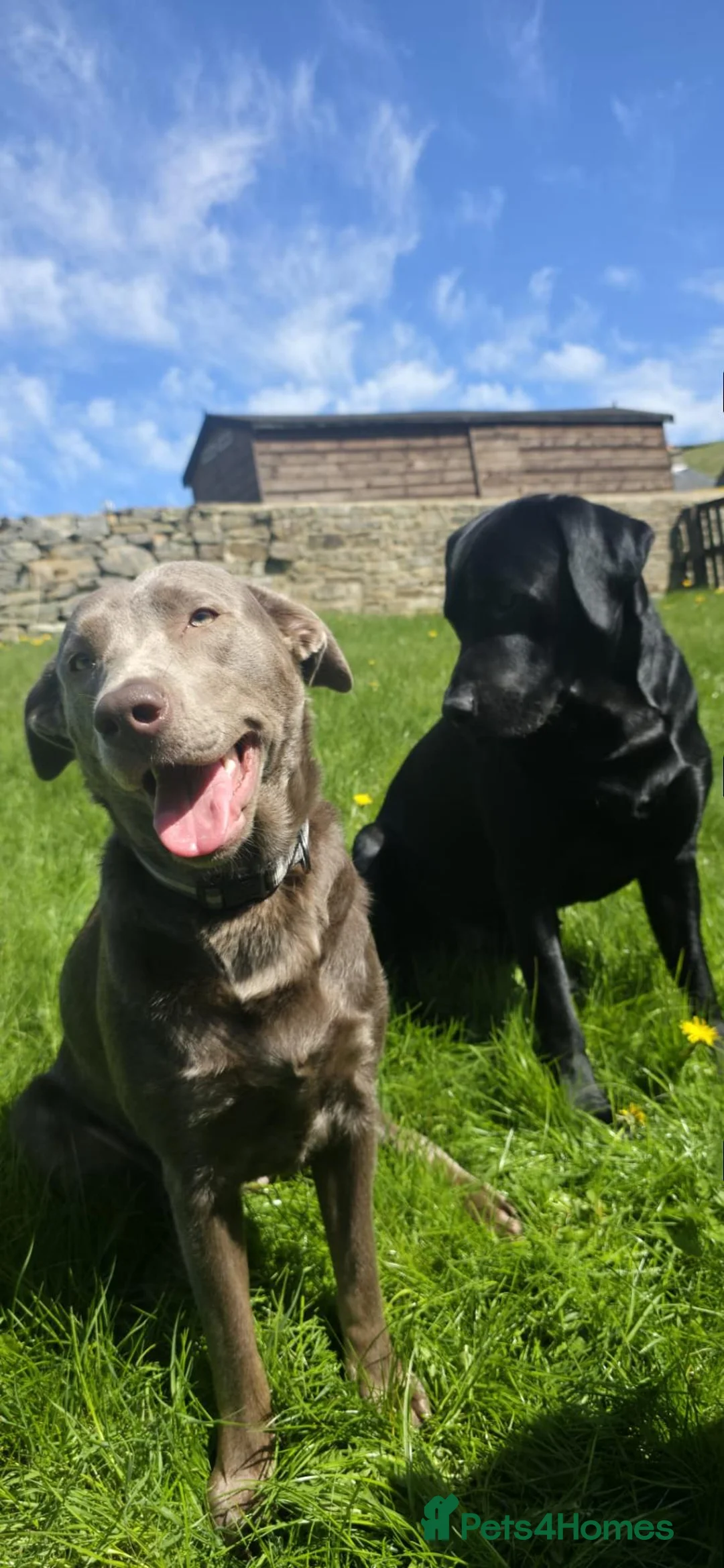 Labrador Retriever dogs for sale: Black labrador puppies in Bishop Auckland - Advert 4