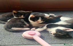 Brazilian Shorthair cats for sale: Kitten 🐈‍⬛  - Image 25