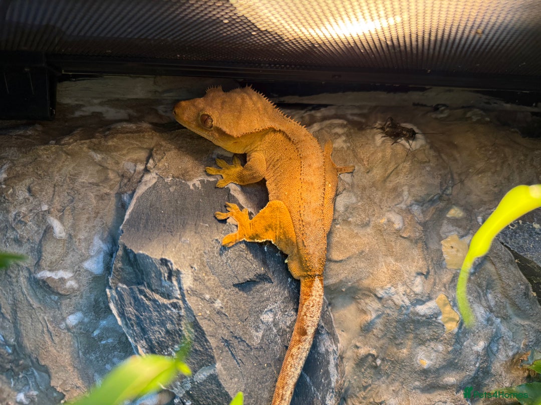 Lizard reptiles for sale: Mixture of Crested Geckos - Advert 10