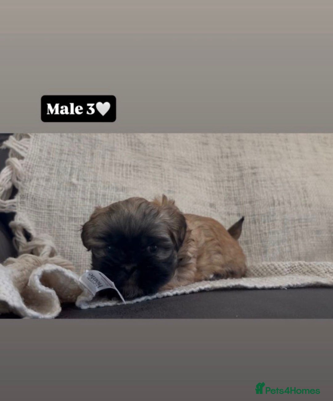 Shih Tzu dogs for sale: Shihtzu imperial - Advert 4