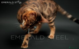 Bengal cats for sale: ⭐️TICA Triple Grand Champion⭐️ - Image 17