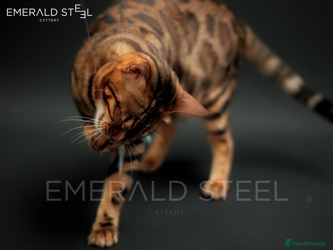 Bengal cats for sale: ⭐️TICA Triple Grand Champion⭐️ - Image 17