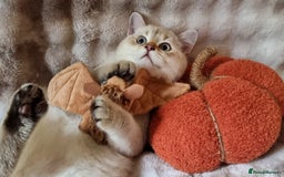 British Shorthair cats for sale: GOLDEN & COLOURPOINT BSH KITTENS, READY TO GO! - Image 5