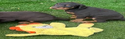 Dobermann dogs for sale: European Doberman puppies kc reg  - Advert 31