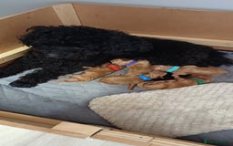 Toy Poodle dogs for sale: Beautiful Small Toy Poodle Pups for Sale. - Image 6