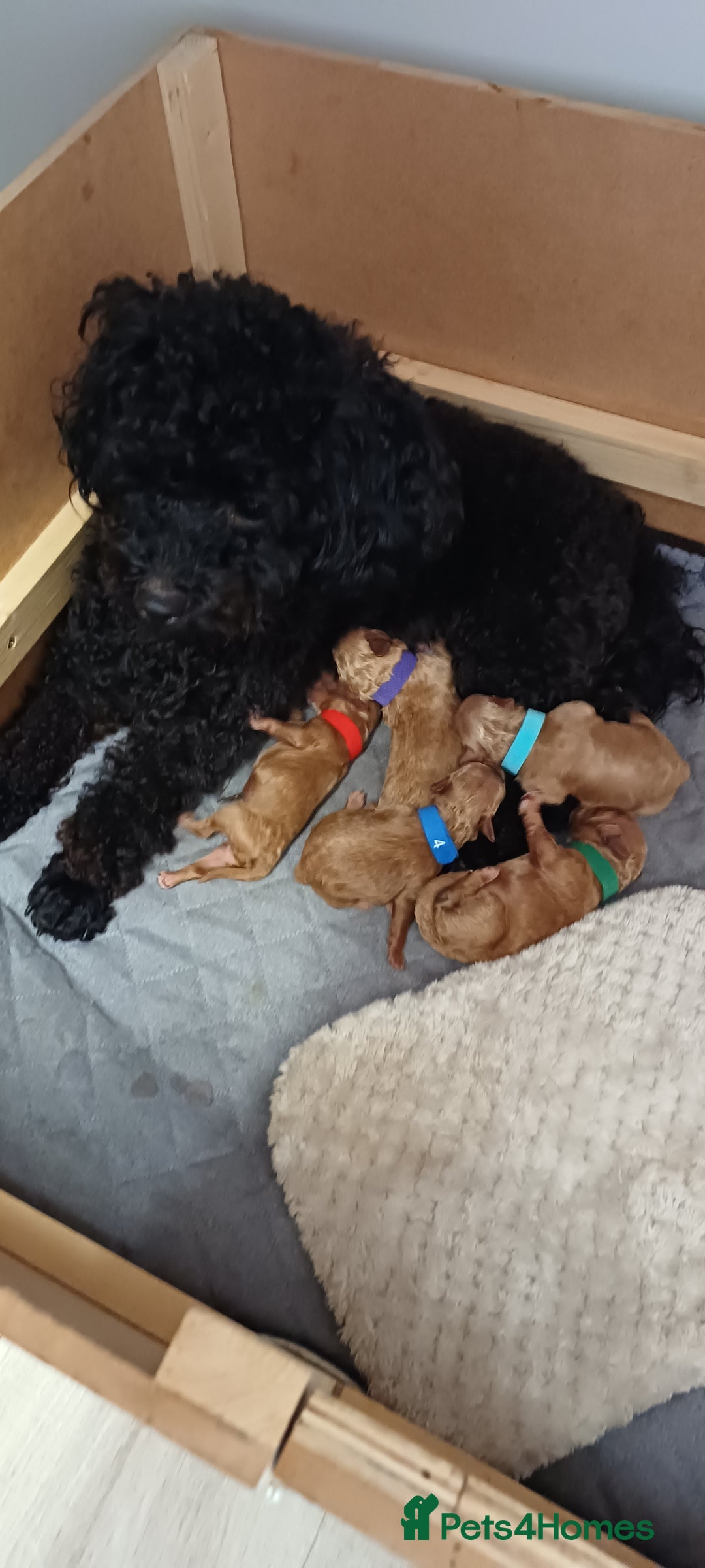 Toy Poodle dogs for sale: Beautiful Small Toy Poodle Pups for Sale. - Image 6