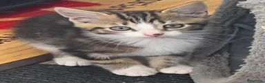 Kitten 3