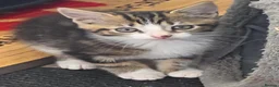Mixed Breed cats for sale: 3 kittens ready for their forever home  - Advert 7