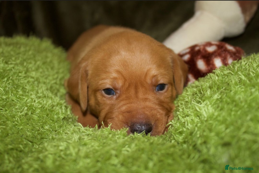 Labrador Retriever dogs for sale: 🐾 KC Registered Fox Red Lab Puppies 🐾 - Image 38