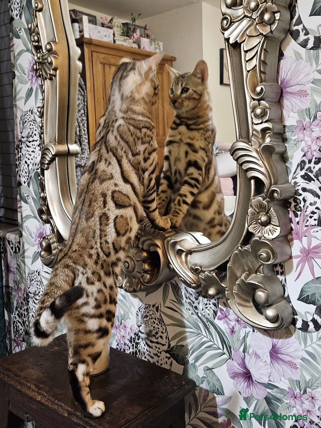 Bengal cats for sale: 2  Tica Pedigree Male Bengals. - Image 8