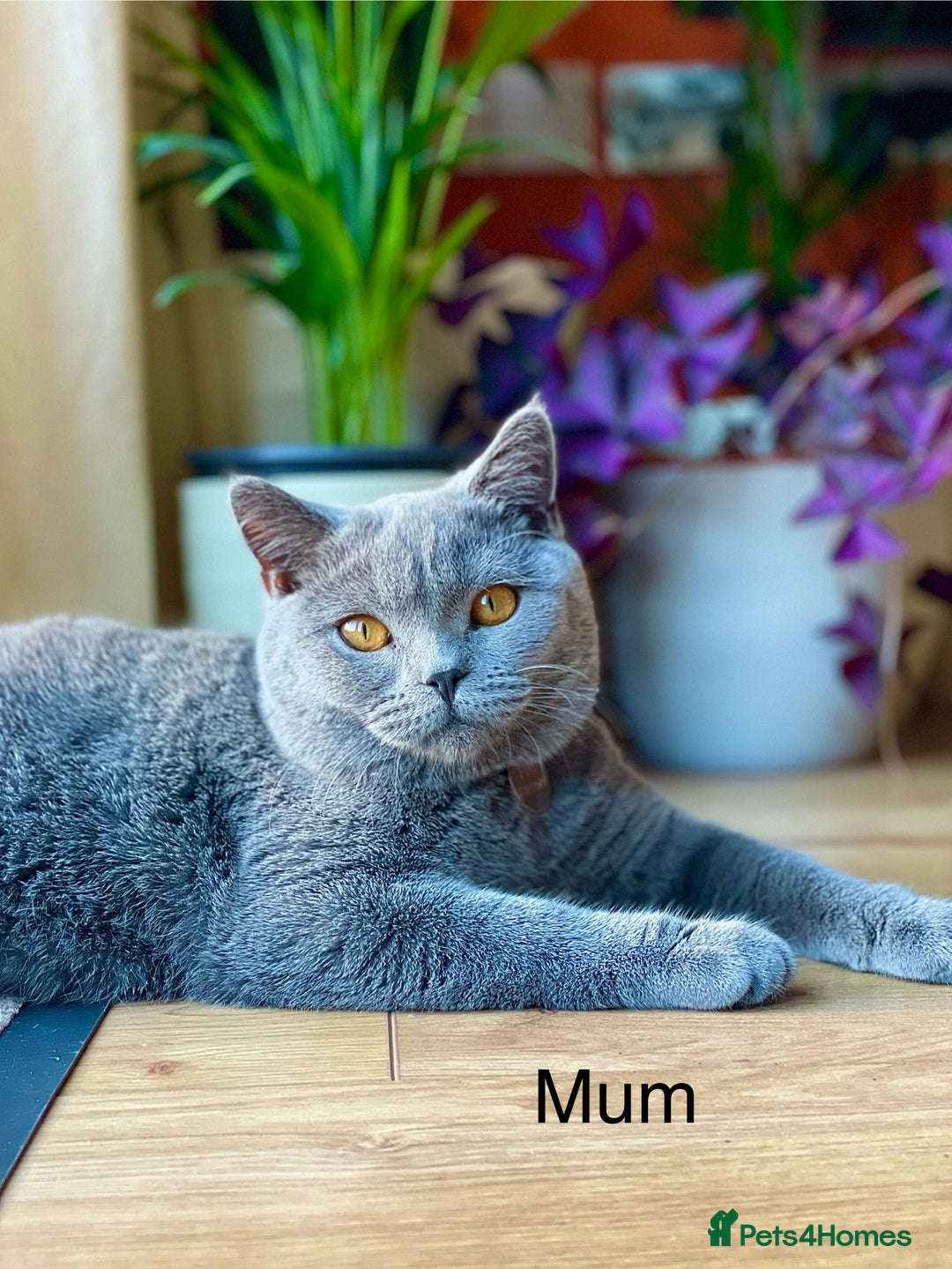 British Shorthair cats for sale: British short hair for sale - Advert 10