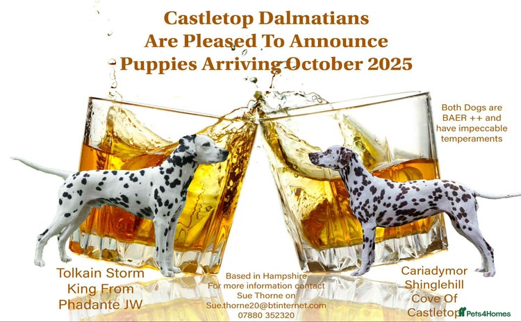 Dalmatian dogs - Advert 1