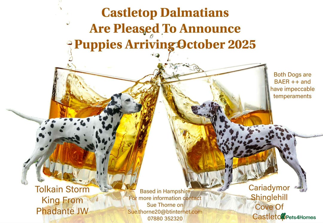 Dalmatian dogs for sale: Register an Interest - Image 1