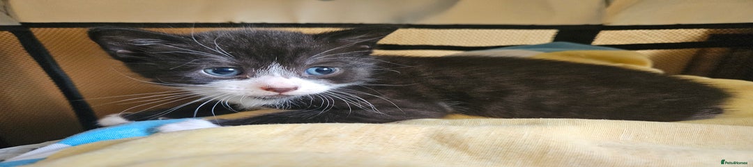Domestic Shorthair Kitten 1