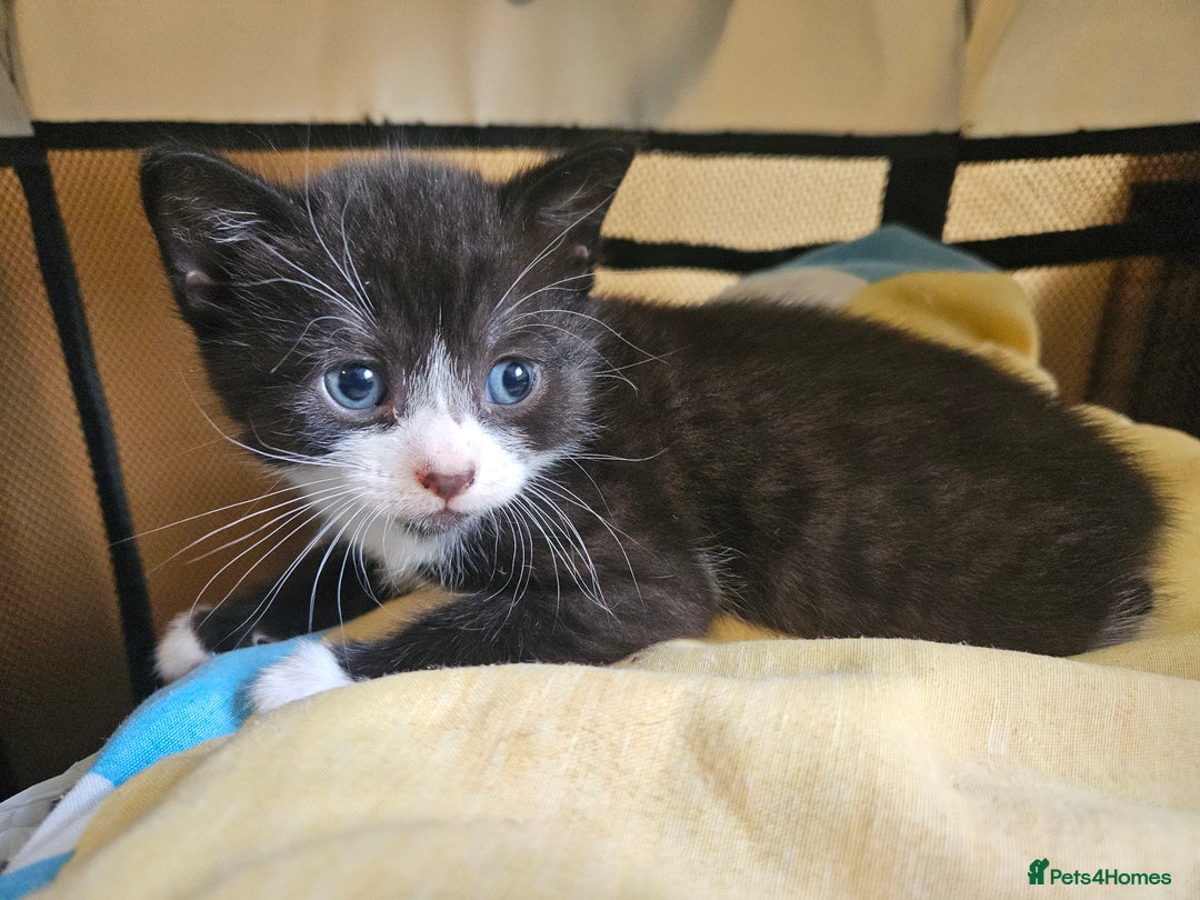 Domestic Shorthair cats for sale: 2 tuxedo kittens - Image 4