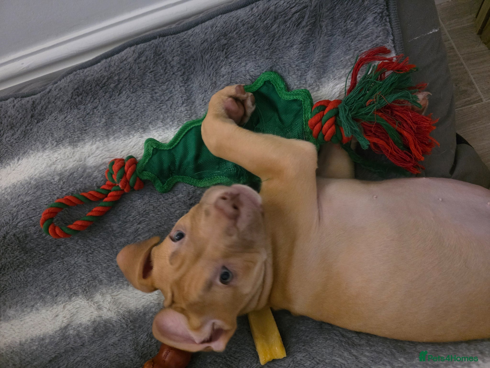 Mixed Breed dogs Cane corso cross for sale - Advert 1