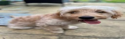Cockapoo dogs for sale: Beautiful & fun 3 year old Cockapoo ‘Teddy’ - Advert 4