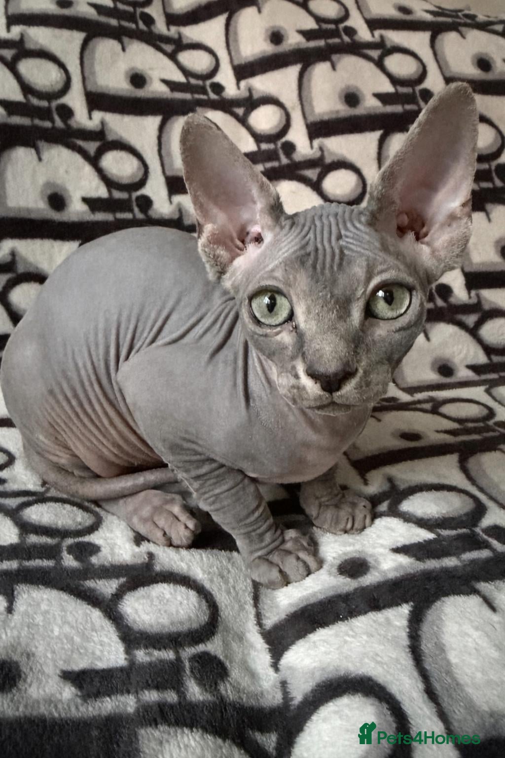 Sphynx cats Adorable Blue Sphynx - Boy Available NOW *TICA REG - Advert 11