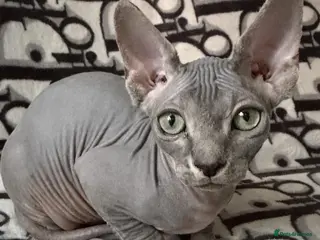Sphynx cats Adorable Blue Sphynx - Boy Available NOW *TICA REG - Advert 11